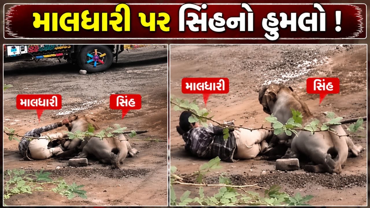 Bhavnagar Breaking News : ભાવનગરના ગરજીયા ગામે હિંસક બનેલ સિંહે માલધારી પર કર્યો હુમલો, ઘટનાનો LIVE વીડિયો આવ્યો સામે Bhavnagar Breaking News : ભાવનગરના ગરજીયા ગામે હિંસક બનેલ સિંહે માલધારી પર કર્યો હુમલો, ઘટનાનો LIVE વીડિયો આવ્યો સામે