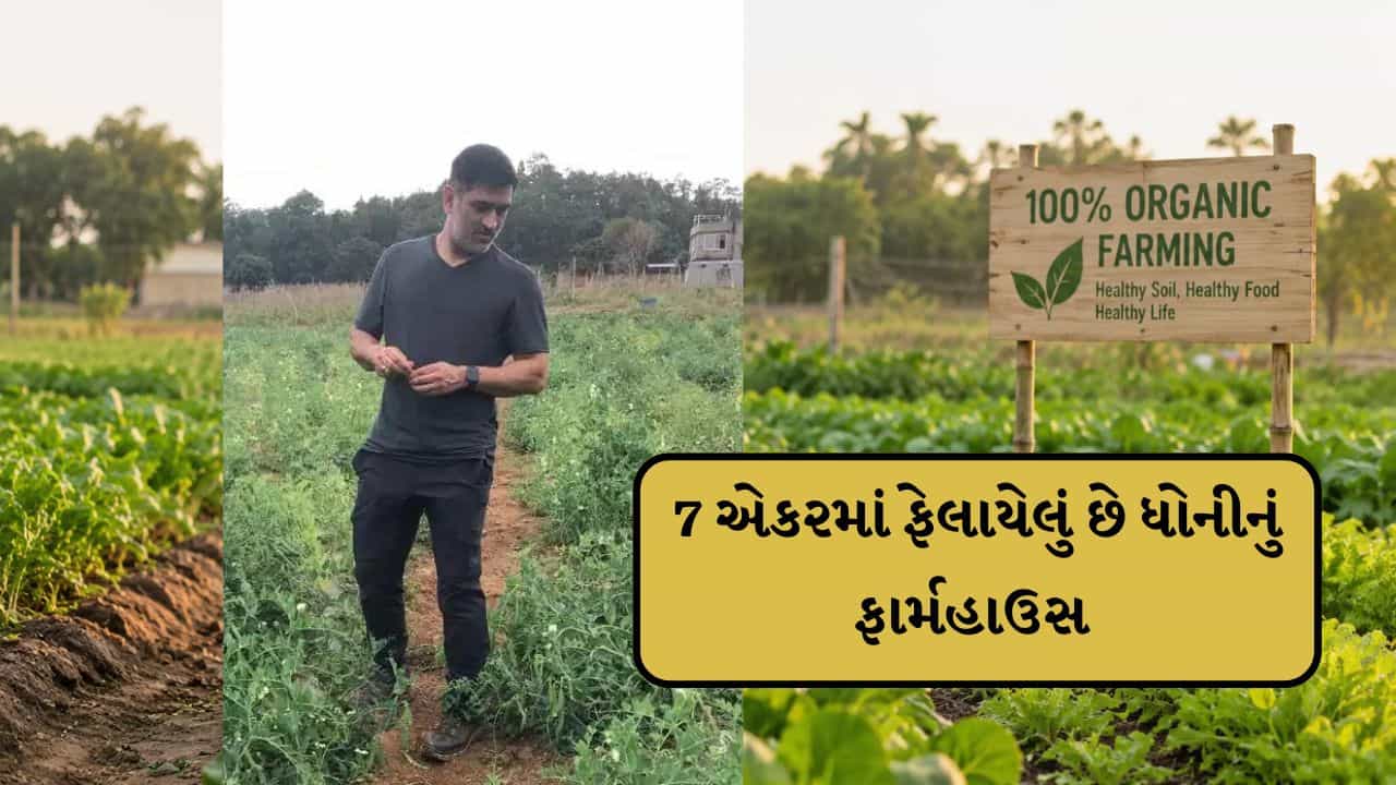 MS Dhoni Farmhouse : લક્ઝરી ઘર કરતા પણ વધારે સમય ફાર્મહાઉસમાં પસાર કરે છે ધોની, જુઓ Video