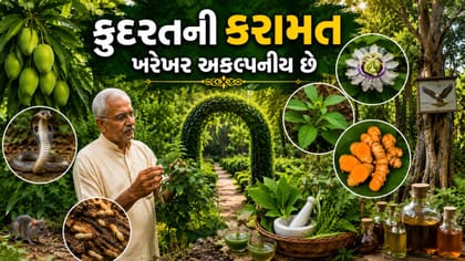 સાપ અને ઉંદરને ભગાડતા તેમજ કેન્સર મટાડતા અદભુત ઝાડનો રોમાંચક ખજાનો
