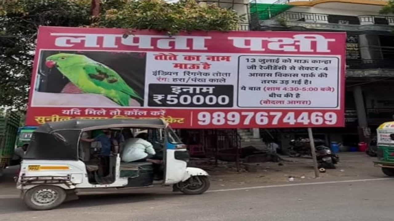 Viral Video: પક્ષી પ્રેમની અનોખી મિસાલ: ગુમ થયેલા પોપટ માઉને શોધી લાવનારને મળશે ₹50 હજારનું ઇનામ