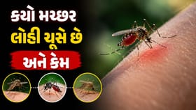 તમને કરડતા તમામ મચ્છરો નર નહીં પણ માદા હોય છે !