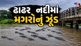 પાદરાની ઢાઢર નદીમાં અચાનક દેખાયુ મગરોના ઝૂંડ
