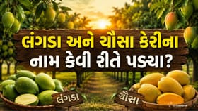 Mango Facts: લંગડા અને ચૌસા કેરી કેમ છે આટલી લોકપ્રિય?