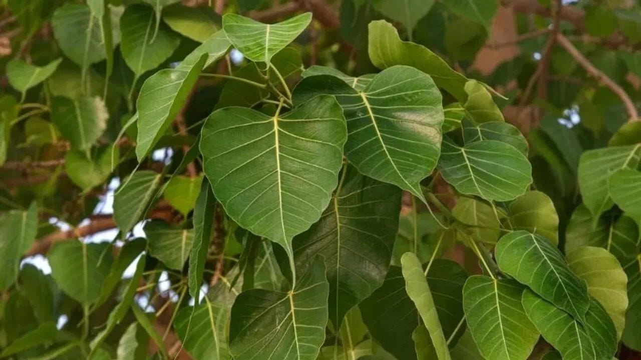 પિતૃદોષને દૂર કરવા માટે પીપળાના વૃક્ષની પૂજા કરવી ખૂબ જ શુભ માનવામાં આવે છે, કારણ કે પીપળાના વૃક્ષમાં પિતૃઓનો વાસ માનવામાં આવે છે. પીપળાને જળ ચઢાવવાથી, પીપળા પાસે દીવો પ્રગટાવવાથી તમને પિતૃદોષમાંથી મુક્તિ મળી શકે છે.