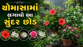 વરસાદી ઋતુમાં વાવો આ 5 ફૂલોના છોડ, બગીચો બનશે રંગબેરંગી !