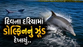 દીવમાં 40થી વધુ ડોલ્ફિનનું ઝુંડ દેખાયું, લોકોમાં કુતૂહલ