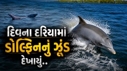 દીવમાં 40થી વધુ ડોલ્ફિનનું ઝુંડ દેખાયું, લોકોમાં કુતૂહલ