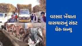 સુરેન્દ્રનગરમાં લીલો ચારો ન મળતા માલધારીઓની કફોડી સ્થિતિ- Video