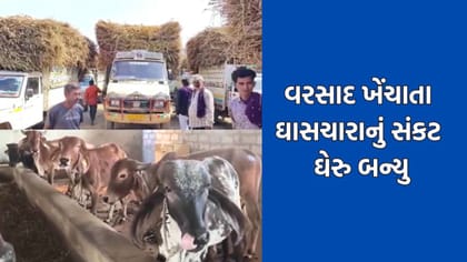 સુરેન્દ્રનગરમાં લીલો ચારો ન મળતા માલધારીઓની કફોડી સ્થિતિ- Video