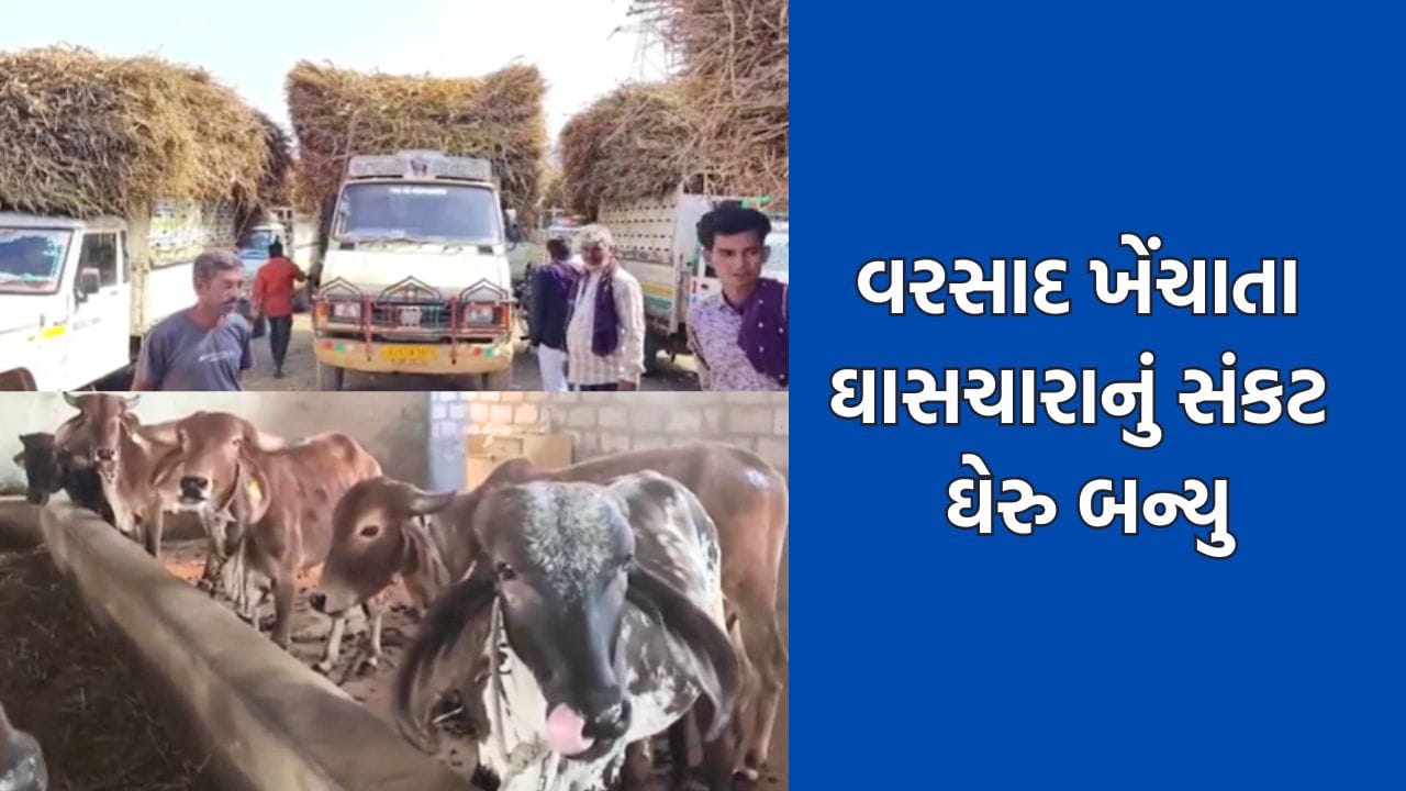 પશુપાલનનુ હબ કહેવાતા સુરેન્દ્રનગરમાં લીલો ચારો ન મળતા માલધારીઓની કફોડી સ્થિતિ- Video પશુપાલનનુ હબ કહેવાતા સુરેન્દ્રનગરમાં લીલો ચારો ન મળતા માલધારીઓની કફોડી સ્થિતિ- Video