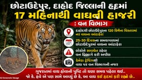 છોટાઉદેપુર-દાહોદમાં વાઘ સ્થાયી થયો, વન વિભાગે લોકોને એલર્ટ કર્યું