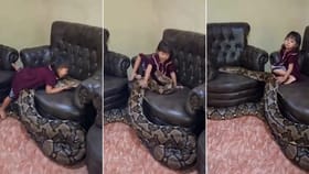 બાળકી 15 ફૂટ લાંબા અજગર સાથે રમતી જોવા મળી,Video