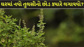 વાસ્તુ અનુસાર કયા દિવસે ઘરમાં તુલસીનો છોડ રોપવો સૌથી શુભ છે ?