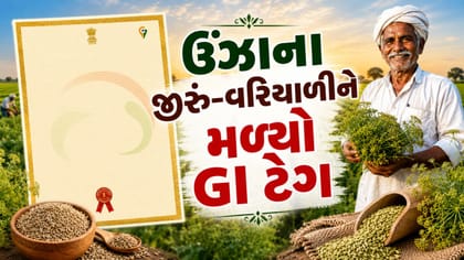 ઉંઝાના જીરું-વરિયાળીને મળ્યો GI ટેગ, ગુજરાતના મસાલાને મળી વૈશ્વિક ઓળખ!