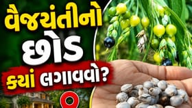 વૈજયંતીનો છોડ ઘરમાં લાવશે સુખ-સમૃદ્ધિ, જાણી લો આ નિયમો