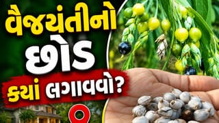 Vastu Shastra: ભગવાન વિષ્ણુ અને કૃષ્ણને પ્રિય વૈજયંતીનો છોડ, ઘરમાં લગાવતા પહેલા જાણી લો આ નિયમો