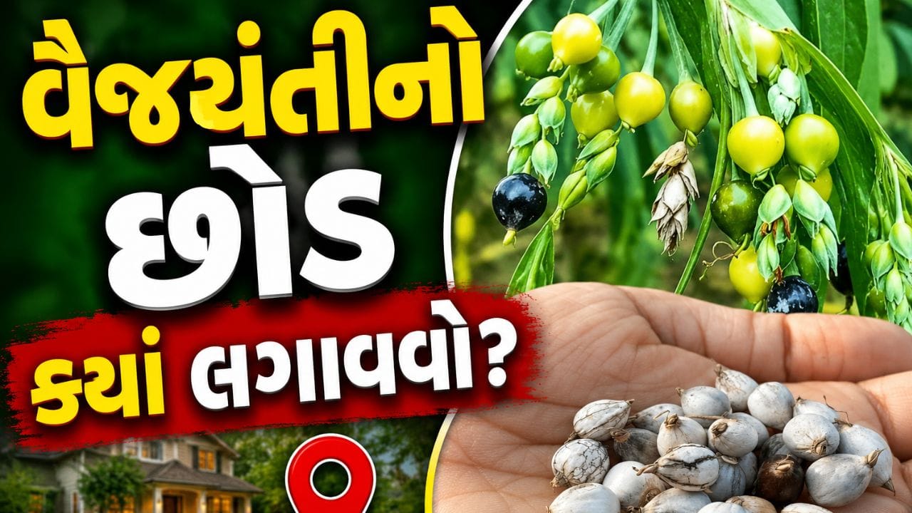 Vastu Shastra: ભગવાન વિષ્ણુ અને કૃષ્ણને પ્રિય વૈજયંતીનો છોડ, ઘરમાં લગાવતા પહેલા જાણી લો આ નિયમો