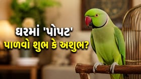 ઘરમાં પોપટ લાવતા જ ચમકી જશે 'કિસ્મત'? જાણી લો વાસ્તુના આ નિયમો