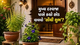 ઘરમાં સુખ-સમૃદ્ધિ લાવવા મુખ્ય દરવાજે કયો 'છોડ' વાવવો?