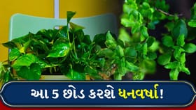 વાસ્તુના આ 5 ચમત્કારી છોડ લાવશે સકારાત્મક ઊર્જા અને લક્ષ્મીજીની કૃપા