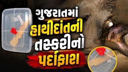 30 લાખ રૂપિયાના હાથીદાંત સાથે ઝડપાઈ મહિલા