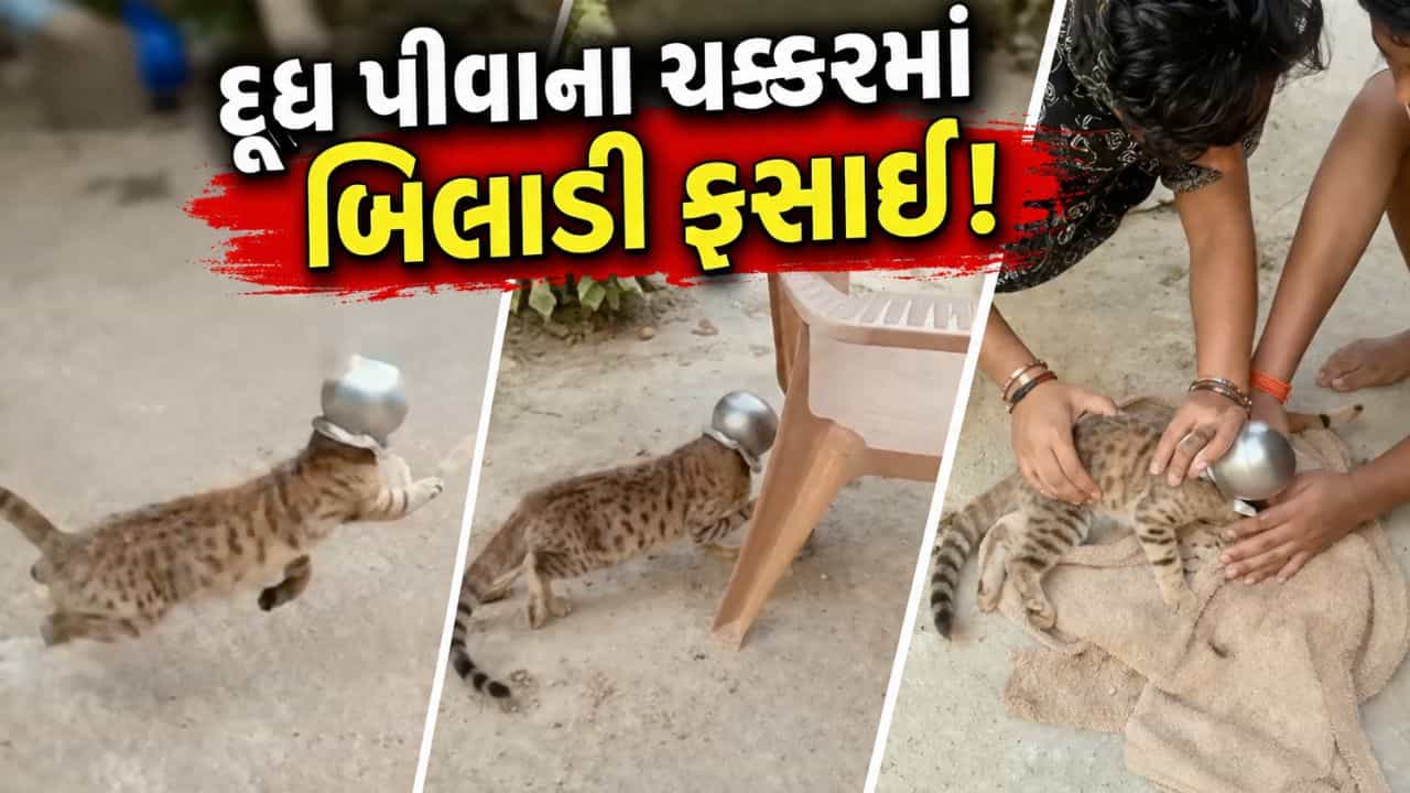 Cat Trending Video: દૂધ પીવાના ચક્કરમાં બિલાડીએ લોટામાં ફસાવી લીધુ મોઢું.. ના નીકળતા કૂદાકૂદ કરવા લાગી, અને પછી જે થયું..