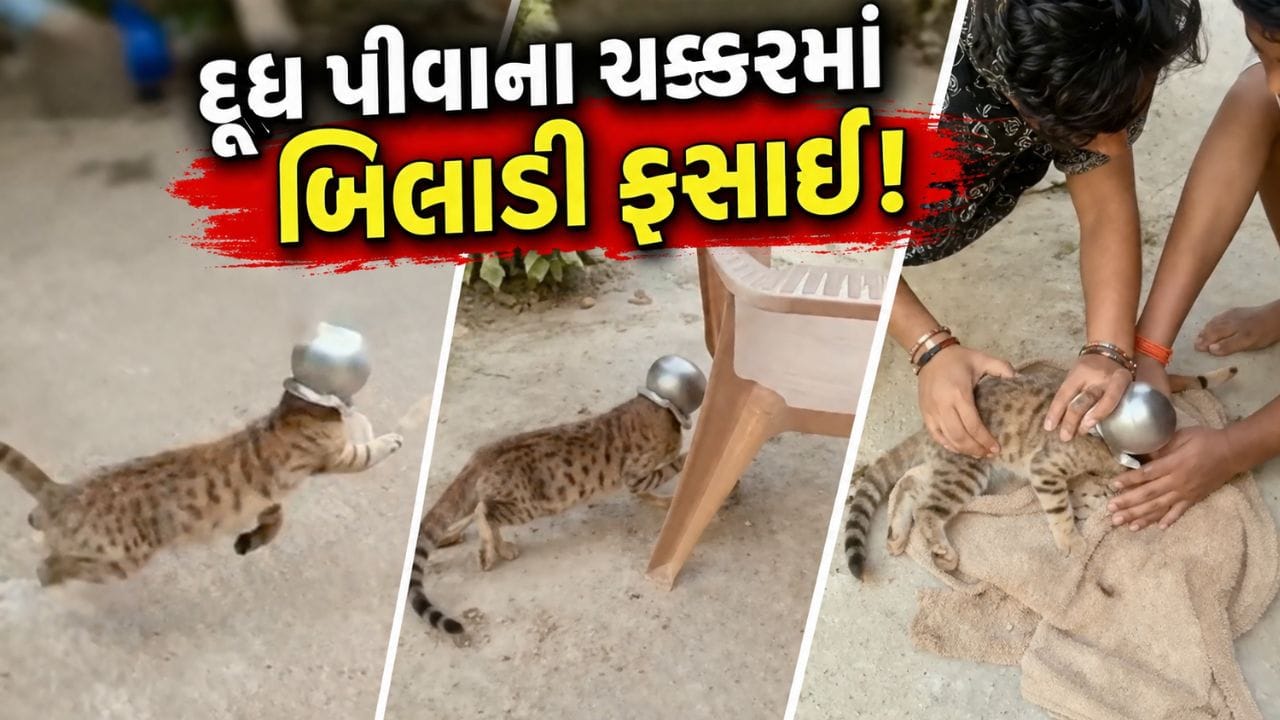 Cat Trending Video: દૂધ પીવાના ચક્કરમાં બિલાડીએ લોટામાં ફસાવી લીધુ મોઢું.. ના નીકળતા કૂદાકૂદ કરવા લાગી, અને પછી જે થયું..