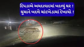 અમદાવાદમાં ચાંદખેડામાં દીપડો દેખાયાનો દાવો