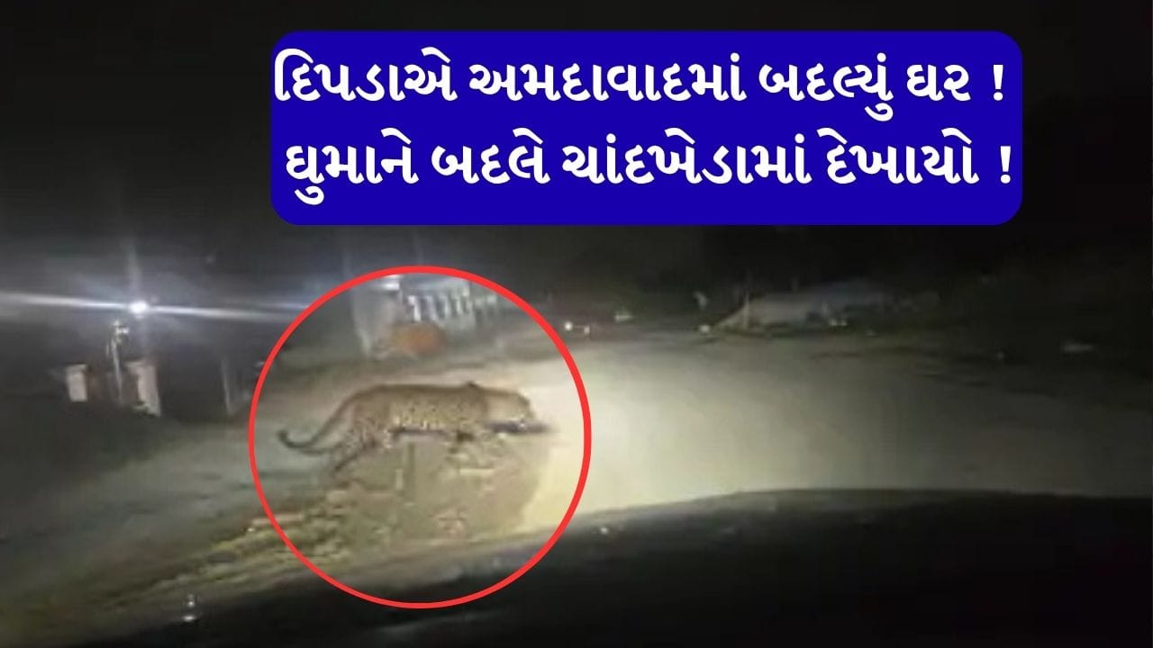 દિપડાએ ઘર બદલ્યું ! નજરે જોનારાએ ફોટા સાથે કહ્યું, ચાંદખેડામાં દિપડો જોયો, વન વિભાગની કોઈ પુષ્ટી નહીં, છતા શોધખોળ કરાશે
