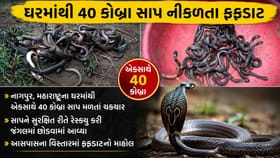 નાગપુરમાં એક ઘરમાંથી 1...2... નહીં પરંતુ 40 કોબ્રા સાપ નીકળ્યા