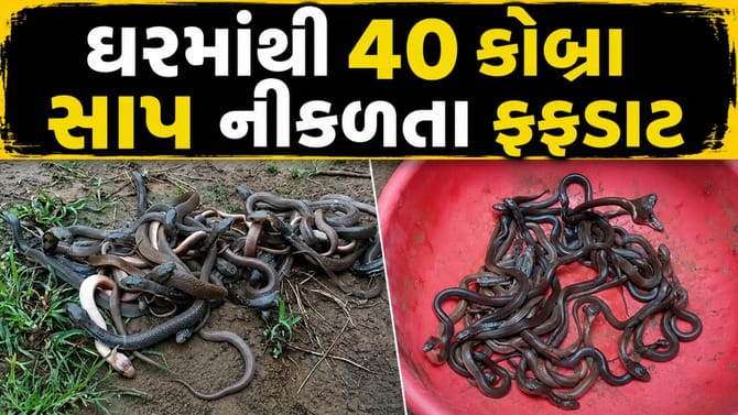 નાગપુરમાં એક ઘરમાંથી 1...2... નહીં પરંતુ 40 કોબ્રા સાપ નીકળ્યા