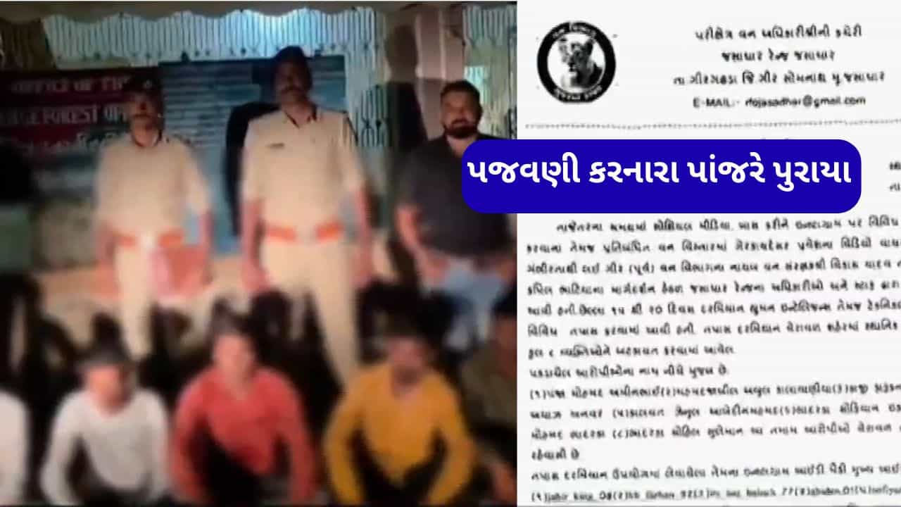 સિંહની પજવણી કરનારા 8 ને પાંજરે પુરતુ વન વિભાગ, સોશિયલ મીડિયામાં વાયરલ થયેલા પજવણીના વીડિયોમાં દેખાયા