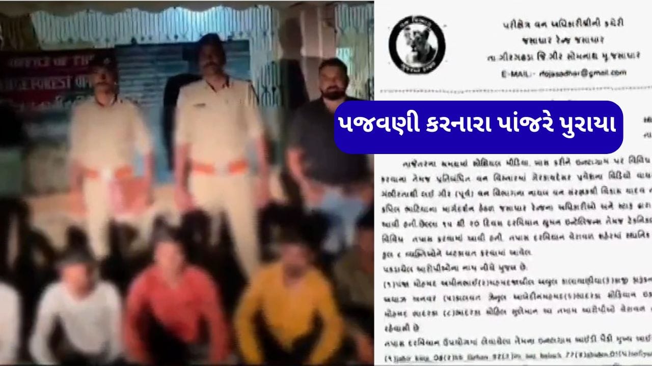 સિંહની પજવણી કરનારા 8 ને પાંજરે પુરતુ વન વિભાગ, સોશિયલ મીડિયામાં વાયરલ થયેલા પજવણીના વીડિયોમાં દેખાયા