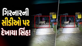 ગિરનારની સીડીઓ પર દેખાયા સિંહ!યાત્રાળુઓ માટે વન વિભાગે જાહેર કરી સૂચના