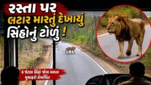 Junagadh Breaking News : ST બસની આડે આવ્યું સિંહોનું ટોળું ! 6 સિંહોને જોઈ મુસાફરો થયા રોમાંચિત, જુઓ-Video