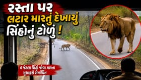ST બસની આડે આવ્યું સિંહોનું ટોળું! 6 સિંહોને જોઈ મુસાફરો થયા રોમાંચિત