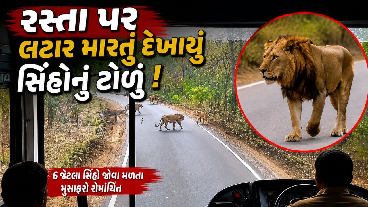 Junagadh Breaking News : ST બસની આડે આવ્યું સિંહોનું ટોળું ! 6 સિંહોને જોઈ મુસાફરો થયા રોમાંચિત, જુઓ-Video Junagadh Breaking News : ST બસની આડે આવ્યું સિંહોનું ટોળું ! 6 સિંહોને જોઈ મુસાફરો થયા રોમાંચિત, જુઓ-Video