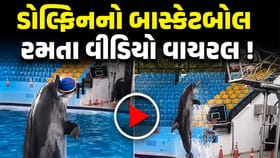 માણસની જેમ બાસ્કેટબોલ રમતી જોવા મળી ડોલ્ફિન, વીડિયો આવ્યો સામે