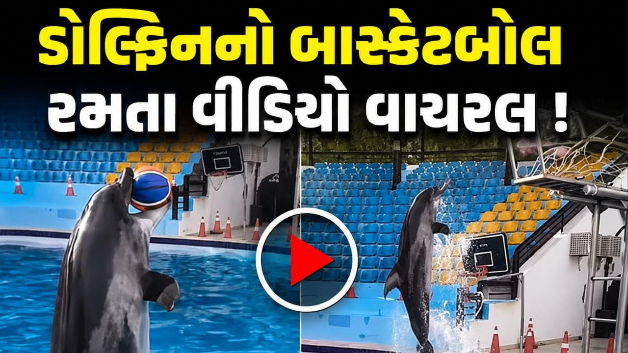 Trending Video : માણસની જેમ બાસ્કેટબોલ રમતી જોવા મળી ડોલ્ફિન ! હવામાં ઉછળીને કર્યો પરફેક્ટ શોટ, વીડિયો આવ્યો સામે