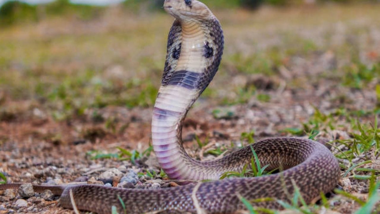 પદ્મ : ગોમતી નદીની નજીકના નેમિશ પ્રદેશ પર પદ્મ નાગ શાસન કરતા હતા. તેમને શાંતિ અને સમૃદ્ધિનું પ્રતીક માનવામાં આવે છે. (Image Source | iStock)