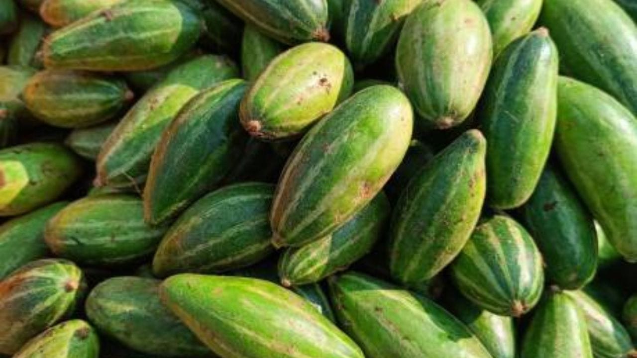 પરવળ: પરવળમાં એન્ટીઑકિસડન્ટ હોય છે. પરવળ ચોમાસાની ઋતુ દરમિયાન મોસમી તાવ, શરદી, ઉધરસ અને પેટના ચેપને રોકવામાં મદદ કરે છે. (Image Source | iStock)