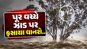 પૂર વચ્ચે ઝાડ પર ફસાયેલા 25-30 વાનરોનું દિલધડક રેસ્ક્યૂ