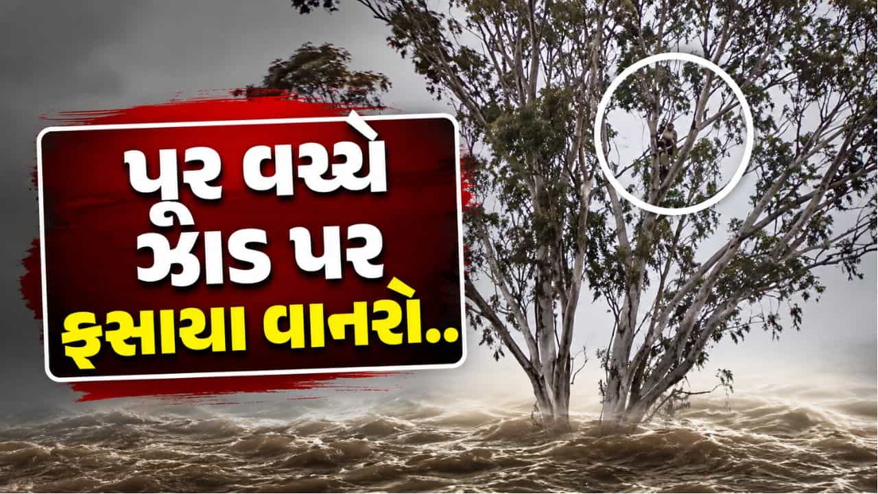 માનવતાનો જીવંત દાખલો, પૂર વચ્ચે ઝાડ પર ફસાયેલા 25-30 વાનરોને મળ્યું નવું જીવન, જુઓ Video