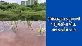 ભાલ વિસ્તારમાં કેમિકલ પ્રદૂષણને કારણે પશુ-પક્ષીના મોત થયાનો આક્ષેપ