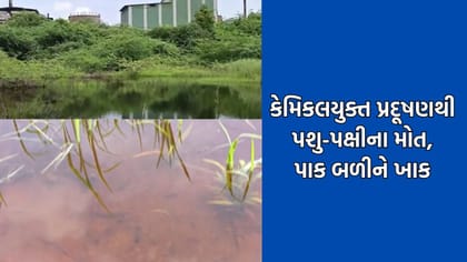 ભાલ વિસ્તારમાં કેમિકલ પ્રદૂષણને કારણે પશુ-પક્ષીના મોત થયાનો આક્ષેપ