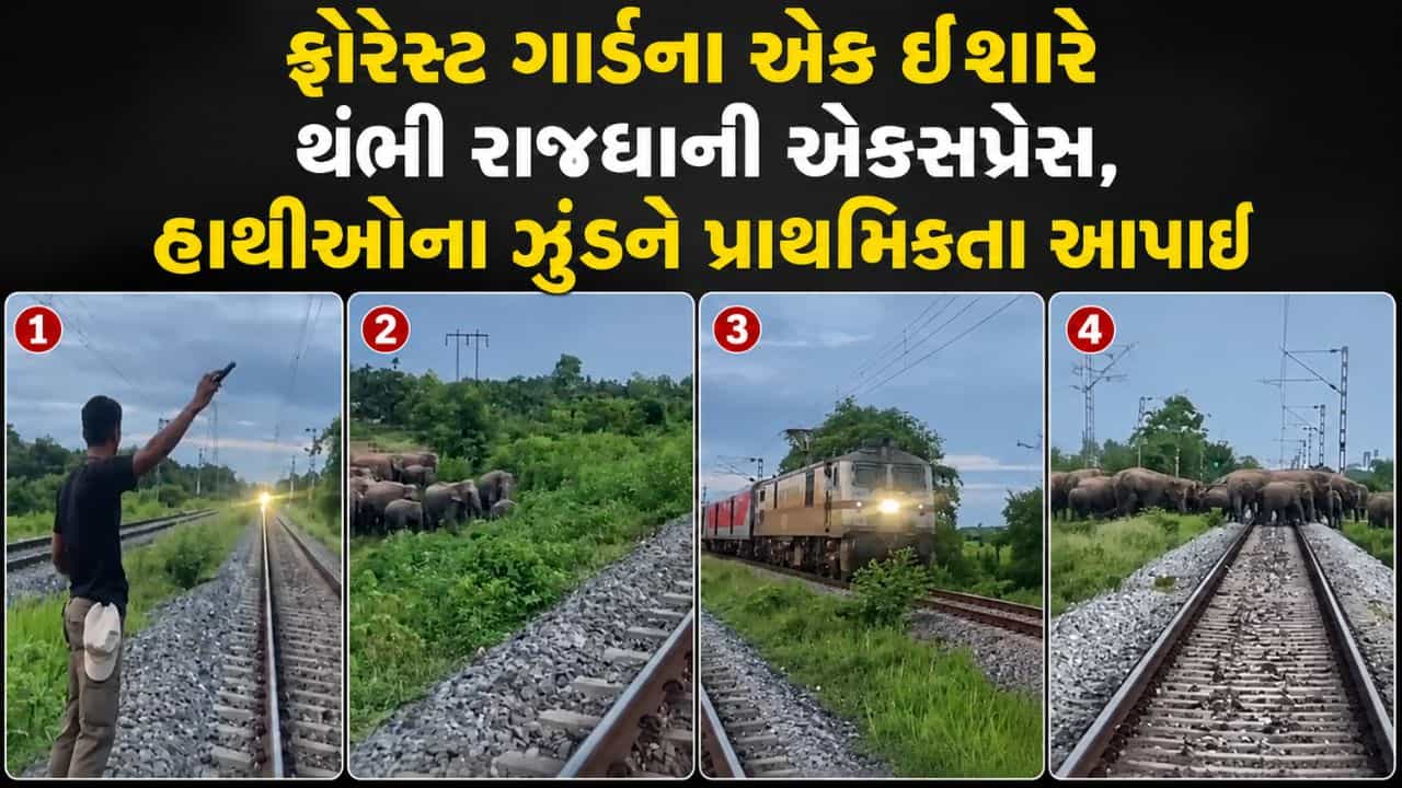 130 ની સ્પીડ, સામે પાટા પર ગજરાજ... ફોરેસ્ટ ગાર્ડના એક ઈશારે થંભી રાજધાની એક્સપ્રેસ, ટળ્યો મોટો અકસ્માત
