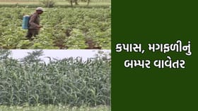 ભાવનગર જિલ્લામાં 80% વિસ્તારમાં કપાસ અને મગફળીનું વિક્રમ જનક વાવેતર