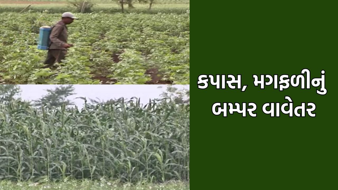 ભાવનગર જિલ્લામાં 80% વિસ્તારમાં કપાસ અને મગફળીનું વિક્રમ જનક વાવેતર, ખેડૂતોને સારા ભાવ મળવાની આશા- Video ભાવનગર જિલ્લામાં 80% વિસ્તારમાં કપાસ અને મગફળીનું વિક્રમ જનક વાવેતર, ખેડૂતોને સારા ભાવ મળવાની આશા- Video