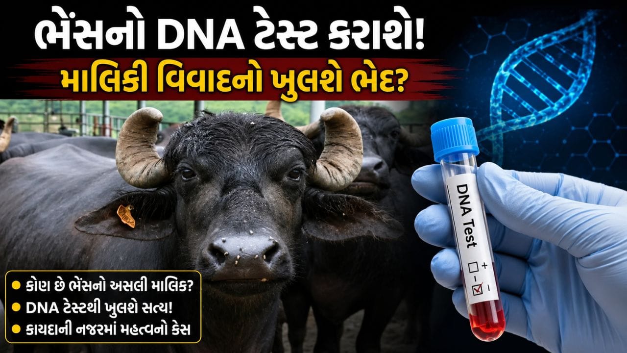 બિહાર ભેંસ વિવાદ: DNA ટેસ્ટથી થશે સાચા માલિકનો નિર્ણય