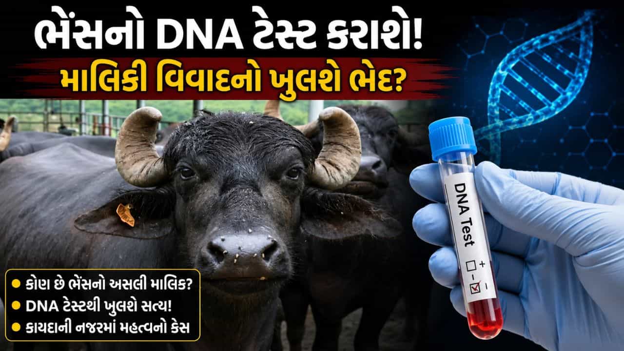 Breaking News : બિહારમાં ભેંસો પર મહાભારત! સાચો માલિક કોણ છે? હવે DNA ટેસ્ટથી નક્કી થશે